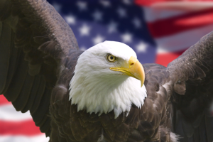 The American Eagle - a representation of the fierce independence of the American spirit of freedom.